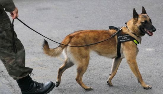 看到这样的警犬，足球流氓你怕了吗？